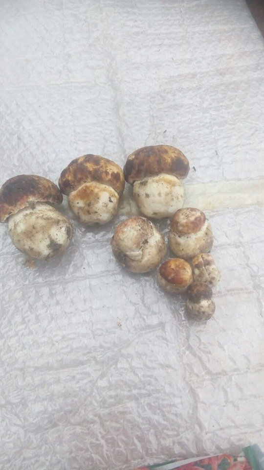 Волиняни діляться світлинами перших грибних трофеїв. ФОТО