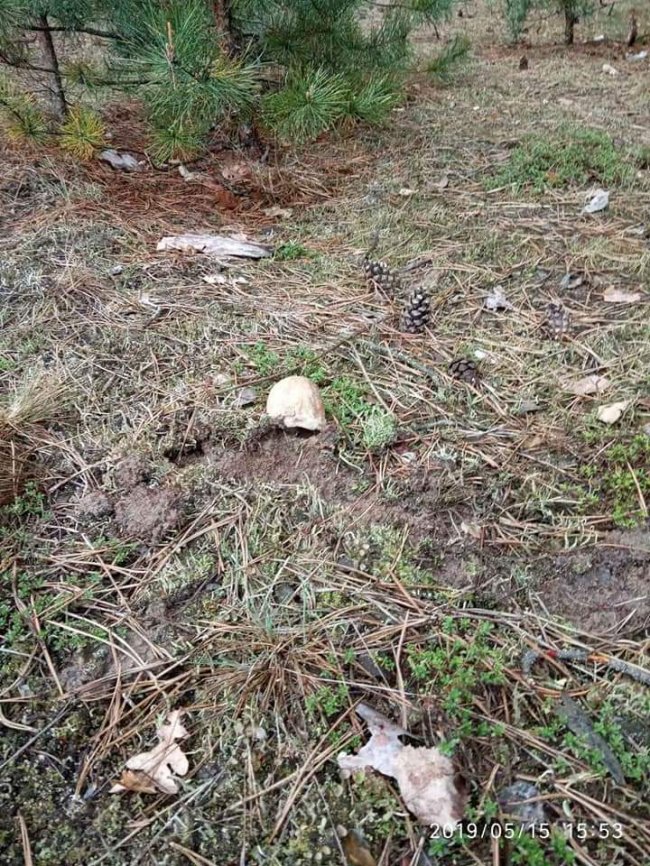 Волиняни діляться світлинами перших грибних трофеїв. ФОТО