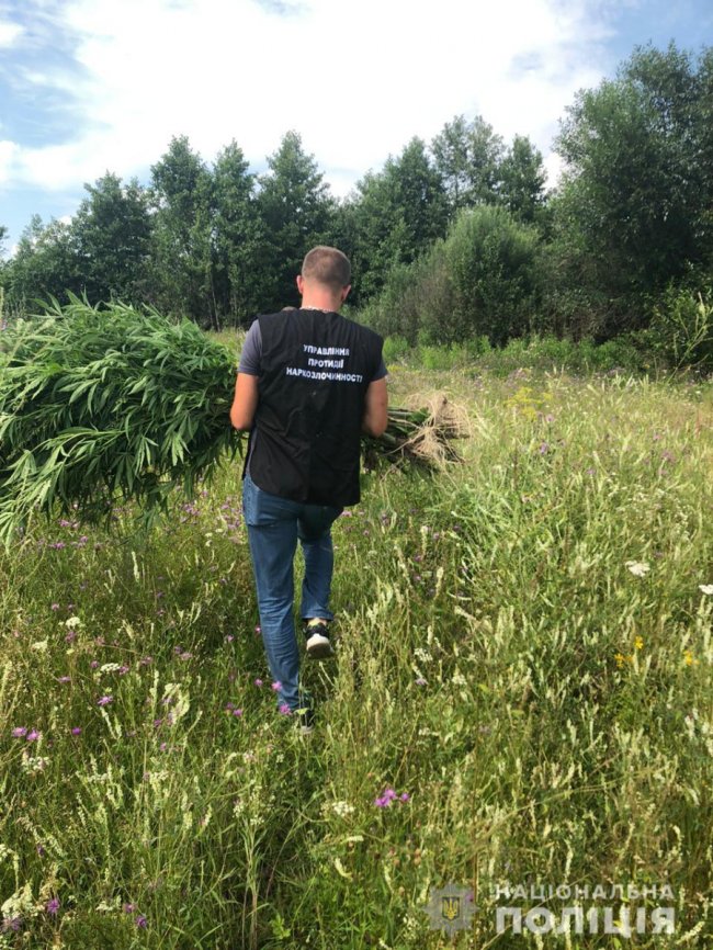 На Волині двоє братів вирощували коноплі і продавали канабіс