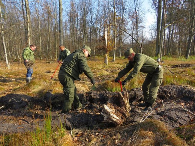 У Цуманській пущі висадили тисячі дубів. ФОТО