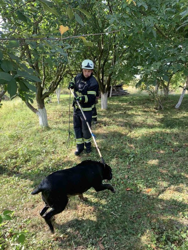 На Волині врятували собаку, який упав у бочку з водою