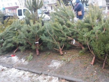 Святкова інспекція: чи продають у Луцьку нелегально зрубані ялинки