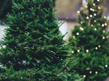 Куди подіти ялинку після новорічних свят: корисні поради