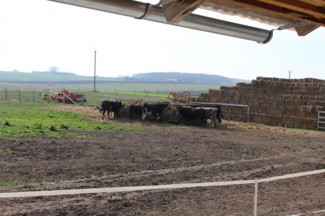 На Волині відкрили перші сімейні молочні ферми. ФОТО