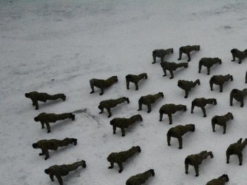 Волинські школярі віджалися на підтримку ветеранів АТО