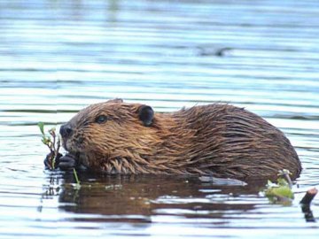 На Волині бобри «підгризають» дамби