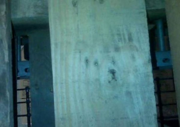  Морда собаки на дошці