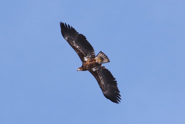 Червонокнижний птах позував для волинського фотографа