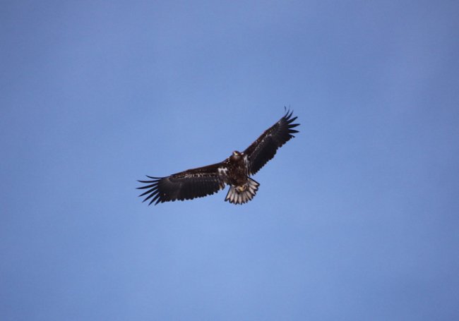 Червонокнижний птах позував для волинського фотографа