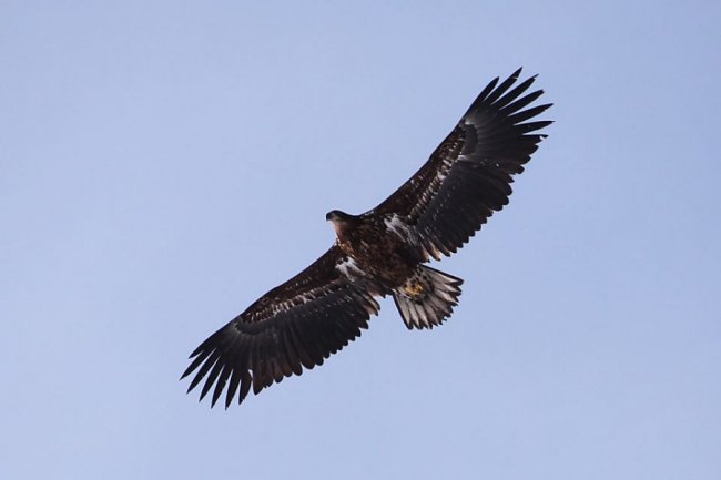 Червонокнижний птах позував для волинського фотографа