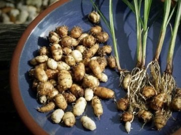 Земляний мигдаль копає, наче картоплю: волинянка вирощує екзотичні горіхи 