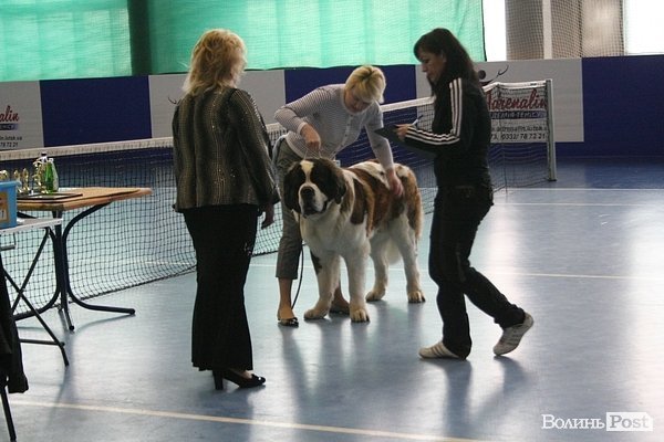 У Луцьку – виставка собак. ФОТО