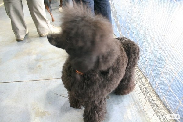 У Луцьку – виставка собак. ФОТО