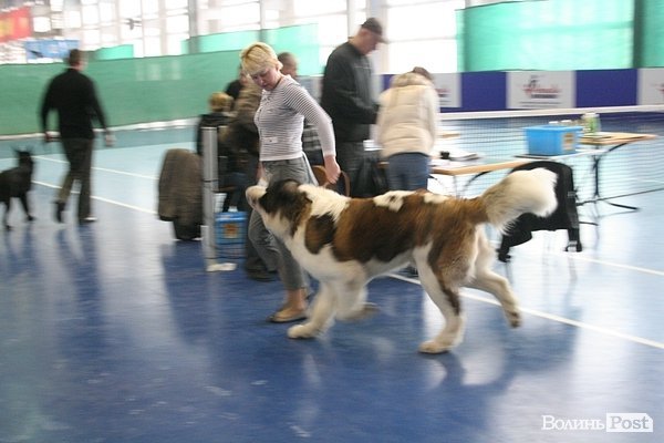 У Луцьку – виставка собак. ФОТО
