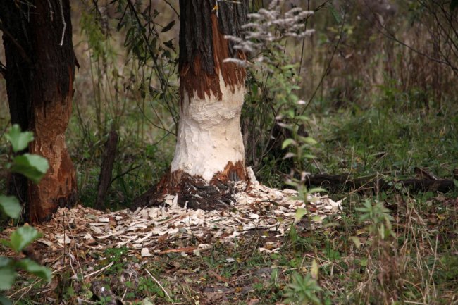Давно забутий Трохимбрід на світлинах волинського фотографа