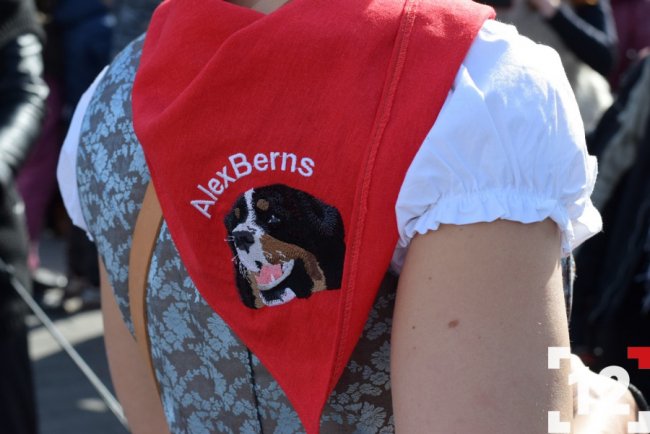 У Луцьку влаштували перший в Європі парад-фестиваль бернських зенненхундів. ФОТО