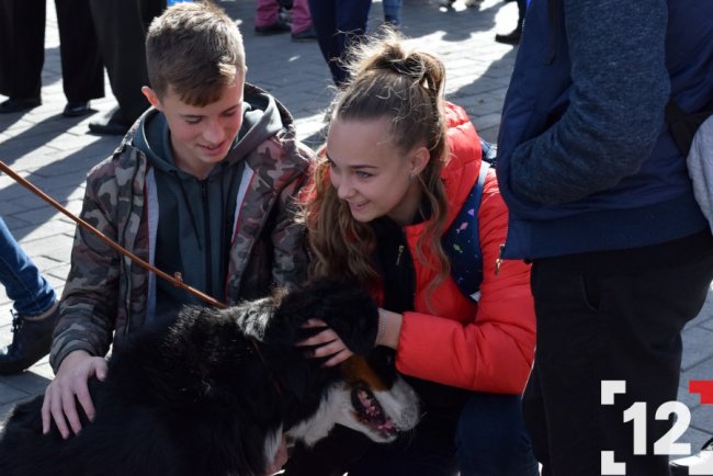 У Луцьку влаштували перший в Європі парад-фестиваль бернських зенненхундів. ФОТО