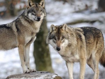 Селище на Прикарпатті тероризують голодні вовки. ВІДЕО