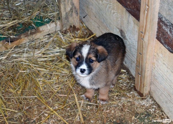 Собачий притулок у Луцьку пережив важку зиму. ФОТО