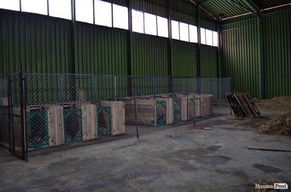 Собачий притулок у Луцьку пережив важку зиму. ФОТО