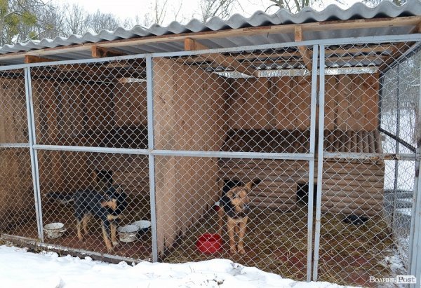 Собачий притулок у Луцьку пережив важку зиму. ФОТО