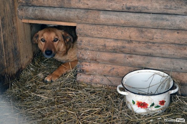 Собачий притулок у Луцьку пережив важку зиму. ФОТО
