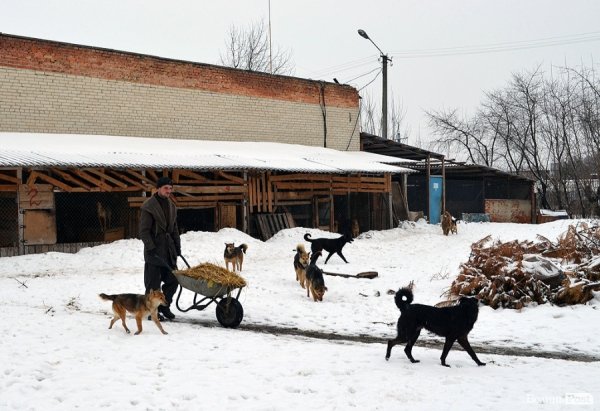 Собачий притулок у Луцьку пережив важку зиму. ФОТО