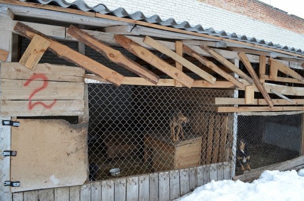 Собачий притулок у Луцьку пережив важку зиму. ФОТО