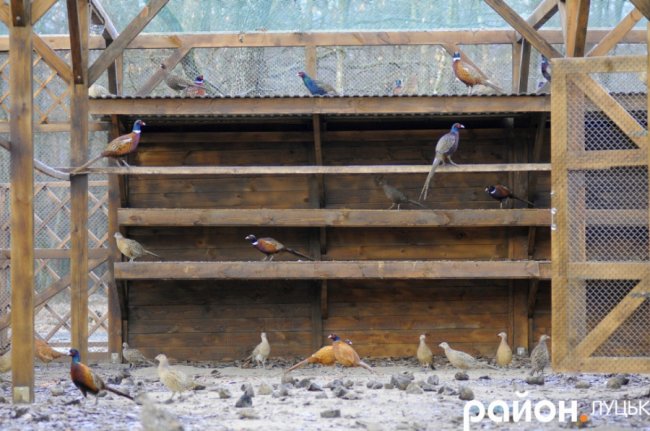 Як на Волині рятують диких тварин від холоду і голоду. ФОТО. ВІДЕО