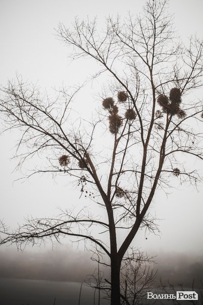 Туманно-сіра краса у Луцьку. ФОТО