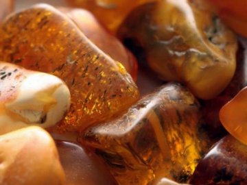 Бурштиновий кримінал: «Гола правда» з Галиною Падалко. ВІДЕО