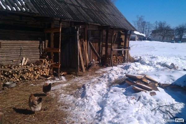 Лелека у селі на Волині їсть сало і дружить з індиками. ФОТО. ВІДЕО