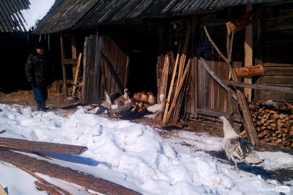 Лелека у селі на Волині їсть сало і дружить з індиками. ФОТО. ВІДЕО