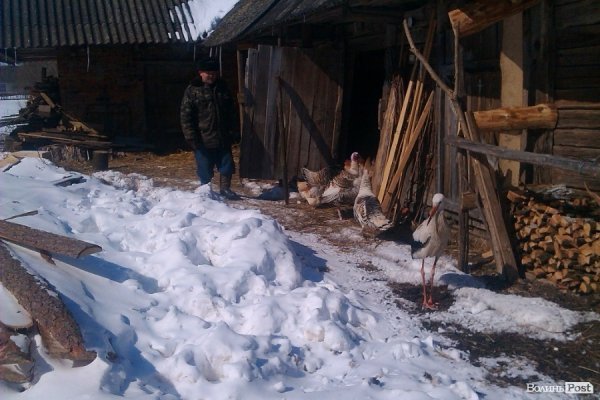 Лелека у селі на Волині їсть сало і дружить з індиками. ФОТО. ВІДЕО