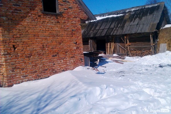 Лелека у селі на Волині їсть сало і дружить з індиками. ФОТО. ВІДЕО