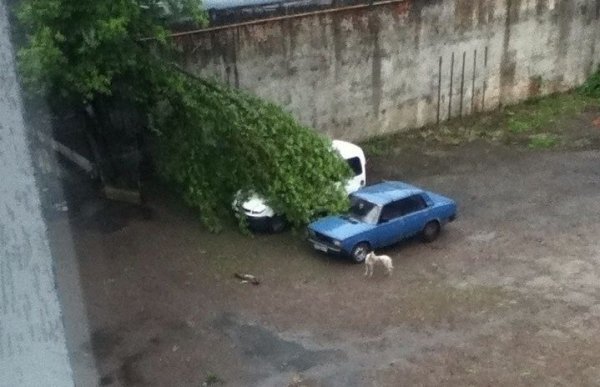 Негода у Луцьку: поламані дерева та понівечені авто. ФОТО