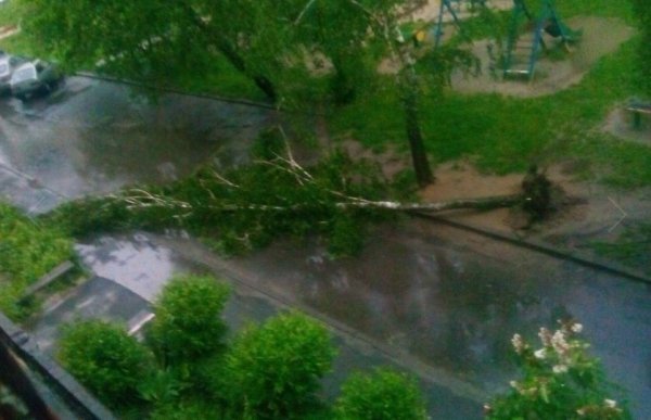 Негода у Луцьку: поламані дерева та понівечені авто. ФОТО