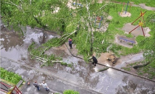 Негода у Луцьку: поламані дерева та понівечені авто. ФОТО