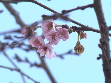 Погода на завтра, 17 квітня, у Луцьку та Волинській області
