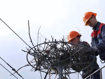 На Волині облаштовують штучні лелечі гнізда на електроопорах. ФОТО.ВІДЕО