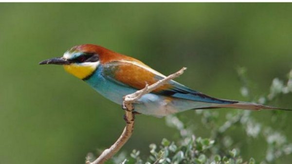 Фото Карпат потрапило у ТОП-10 найкращих робіт міжнародного конкурсу