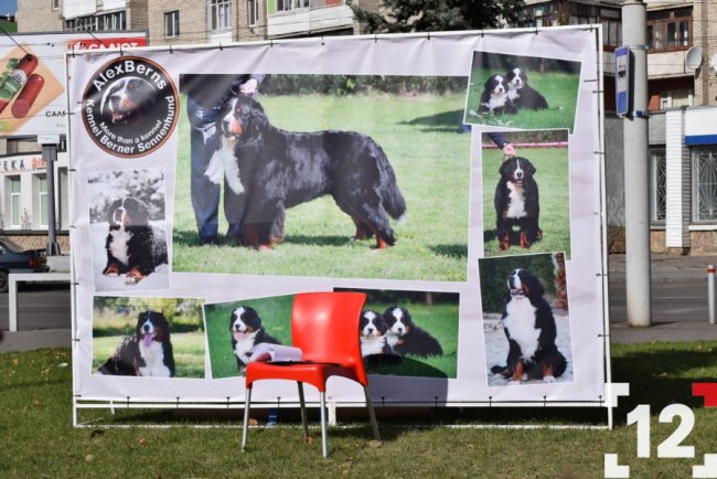 У Луцьку влаштували перший в Європі парад-фестиваль бернських зенненхундів. ФОТО