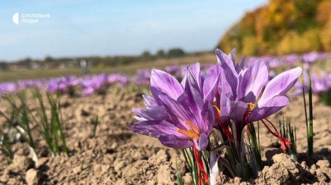 На Волині дід з онуком вирощують найдорожчу спецію у світі, один грам якої коштує 4 євро. ВІДЕО