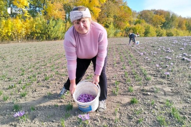 На Волині дід з онуком вирощують найдорожчу спецію у світі, один грам якої коштує 4 євро. ВІДЕО