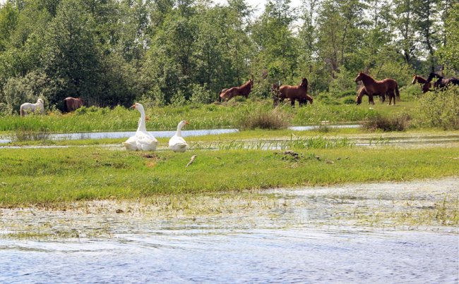 Волинський фотограф показав красу «високої води» річки Стохід. ФОТО