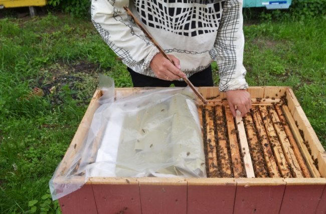 Волинські лісівники працюють над розвитком медової справи. ФОТО