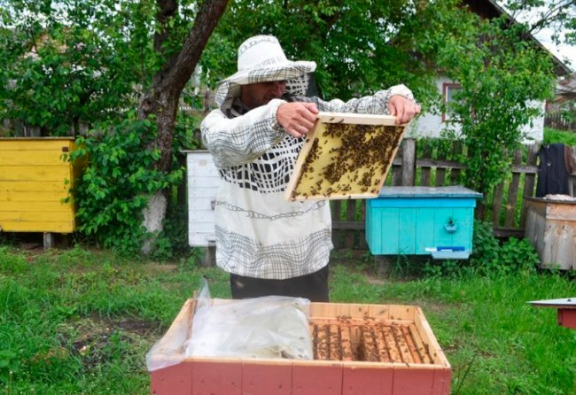 Волинські лісівники працюють над розвитком медової справи. ФОТО