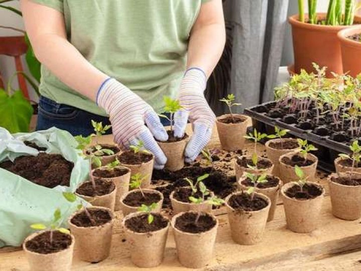 Яке насіння купують волиняни. ВІДЕО