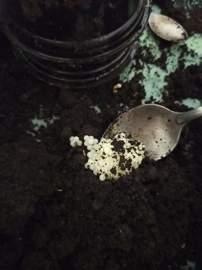 Волинянин робить бізнес на равликах. ФОТО