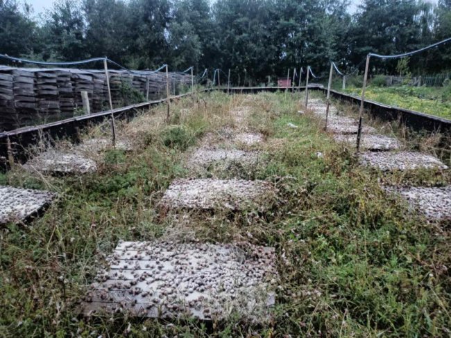 Волинянин робить бізнес на равликах. ФОТО